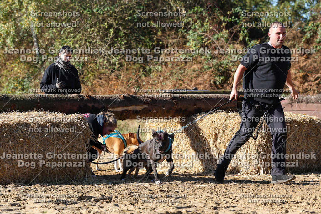 Dog Paparazzi - Strongdog 10-25-2079 | Dog Paparazzi Jeanette Grottendiek Fotografie & Videografie - Realisiert mit Pictrs.com