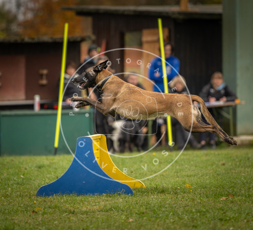 Pfotenfotografie_DV3A6351 | Hundefotografie, Tierfotograf, Pfotenfotografie, Fotoshooting Hund, Hunde Portrait, Hundesport, Hundeportraits, Heideshooting, Hunde, Sportfotograf, Hundefotograf, Turnierhundsport, THS,  - Realisiert mit Pictrs.com