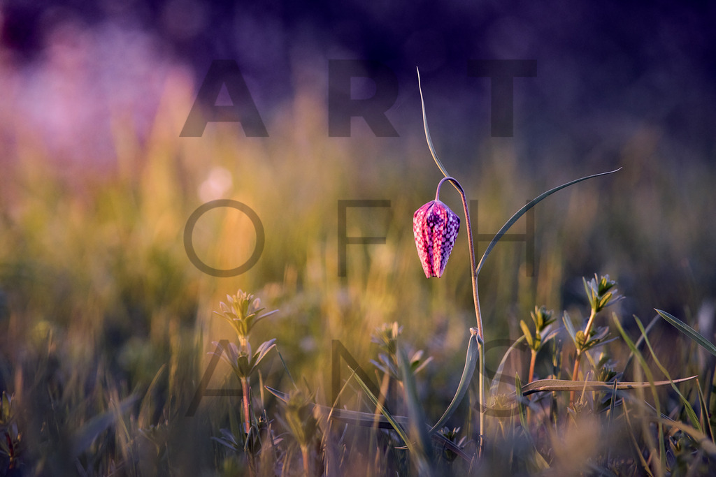 Ein Hans Fineart Original | Entdecke die Kunst von Hans Fineart - Fotografien für dein Zuhause. Verwandle deine Wände mit einzigartigen Kunstwerken und bringe die Schönheit der Welt in dein Leben. Bestelle jetzt und schaffe einen Ort der Inspiration und Eleganz.