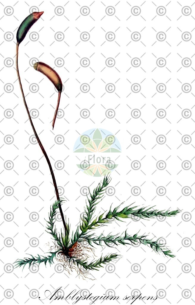 HistAbb_wfo-0001148239_1_ENZY_Simple | Historische Abbildung von Amblystegium serpens - Amblystegiaceae | Historical Illustration of Amblystegium serpens - Amblystegiaceae