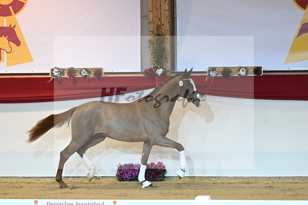 Kat-Nr. 38 Benicio_Wille_1230021 | hf-fotografie - Realisiert mit Pictrs.com