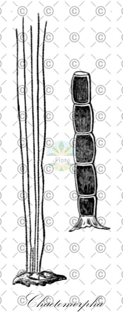 HistAbb_3LNB_4_ENZY_Simple | Historische Abbildung von Chaetomorpha - Cladophoraceae (0) | Historical Illustration of Chaetomorpha - Cladophoraceae (0)