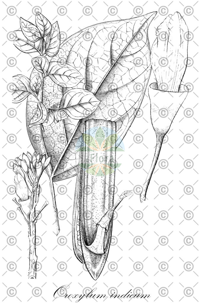 HistAbb_wfo-0000383653_1_ENZY_Simple | Historische Abbildung von Oroxylum indicum - Bignoniaceae | Historical Illustration of Oroxylum indicum - Bignoniaceae