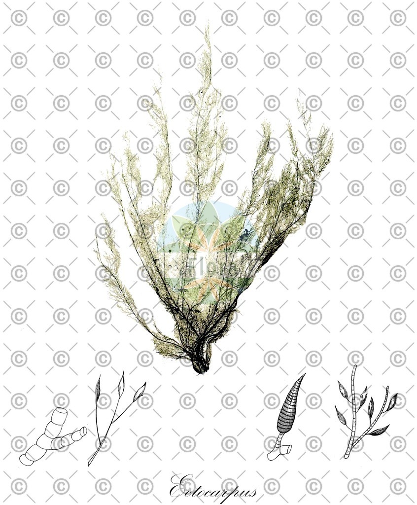 HistAbb_wfo-0001165398_1_ENZY_Simple | Historische Abbildung von Ectocarpus - Ectocarpaceae (0) | Historical Illustration of Ectocarpus - Ectocarpaceae (0)