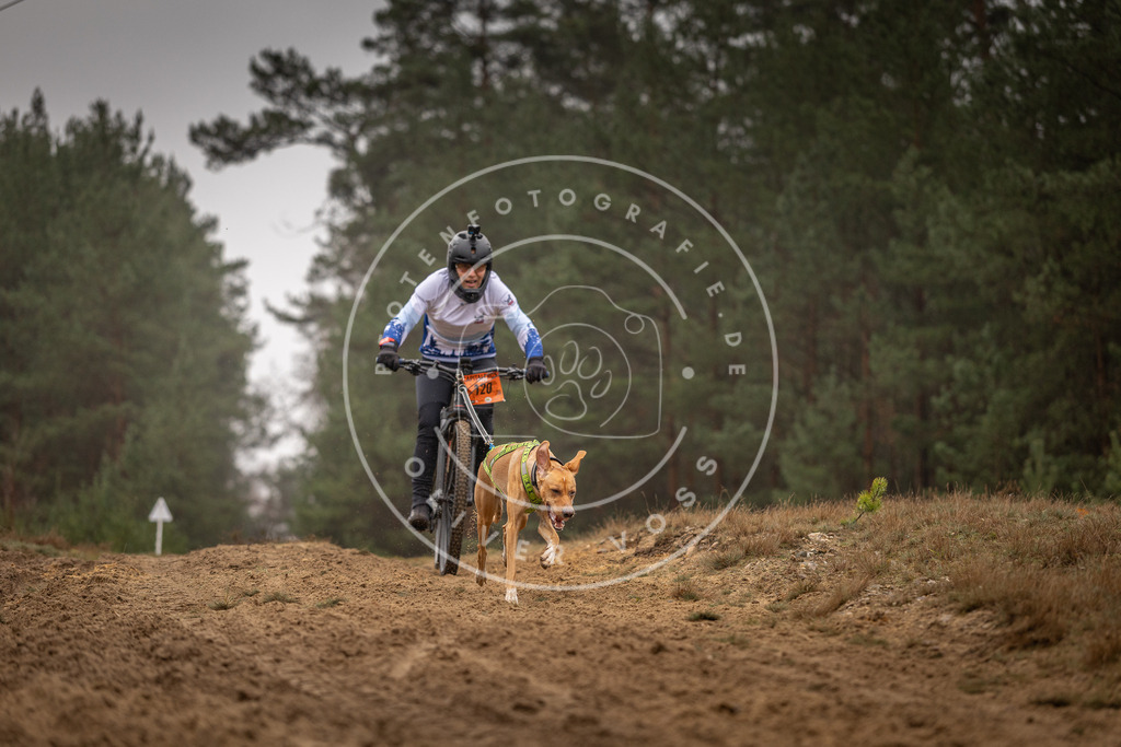 Pfotenfotografie_DV3A3492 | Hundefotografie, Tierfotograf, Pfotenfotografie, Fotoshooting Hund, Hunde Portrait, Hundesport, Hundeportraits, Heideshooting, Hunde, Sportfotograf, Hundefotograf, Turnierhundsport, THS,  - Realisiert mit Pictrs.com