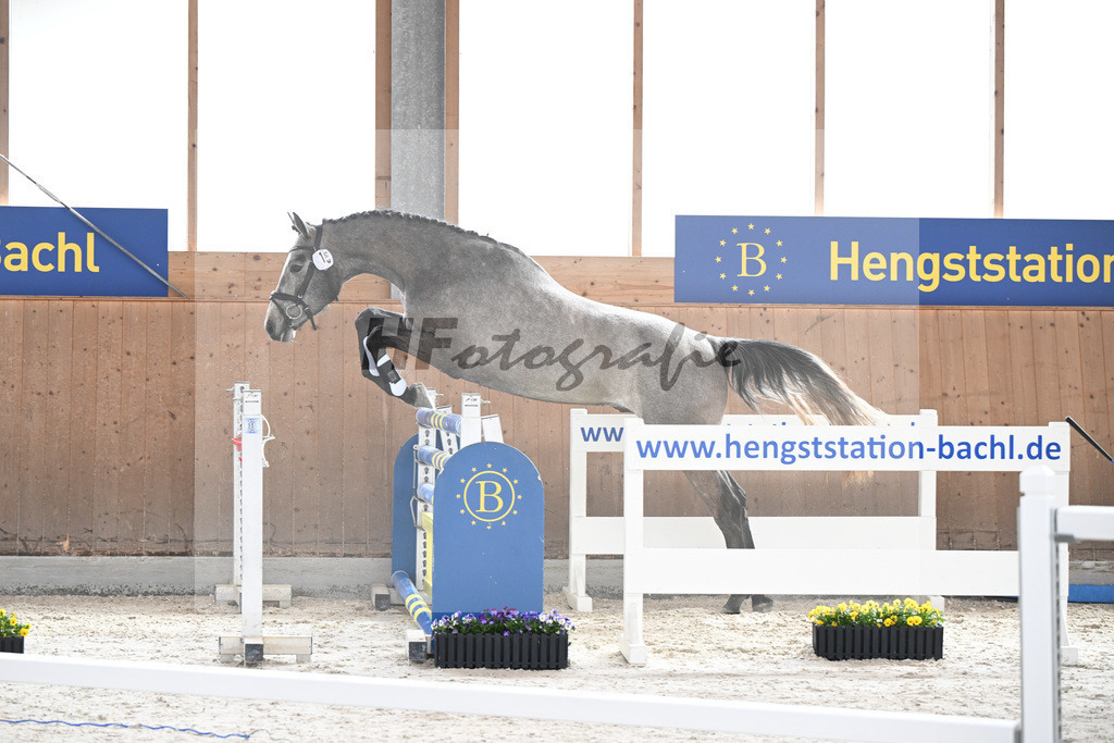 Kat-Nr. 15 Kentucky H v. Charthago Blue_Hoffmeister_5250156 | hf-fotografie - Realisiert mit Pictrs.com