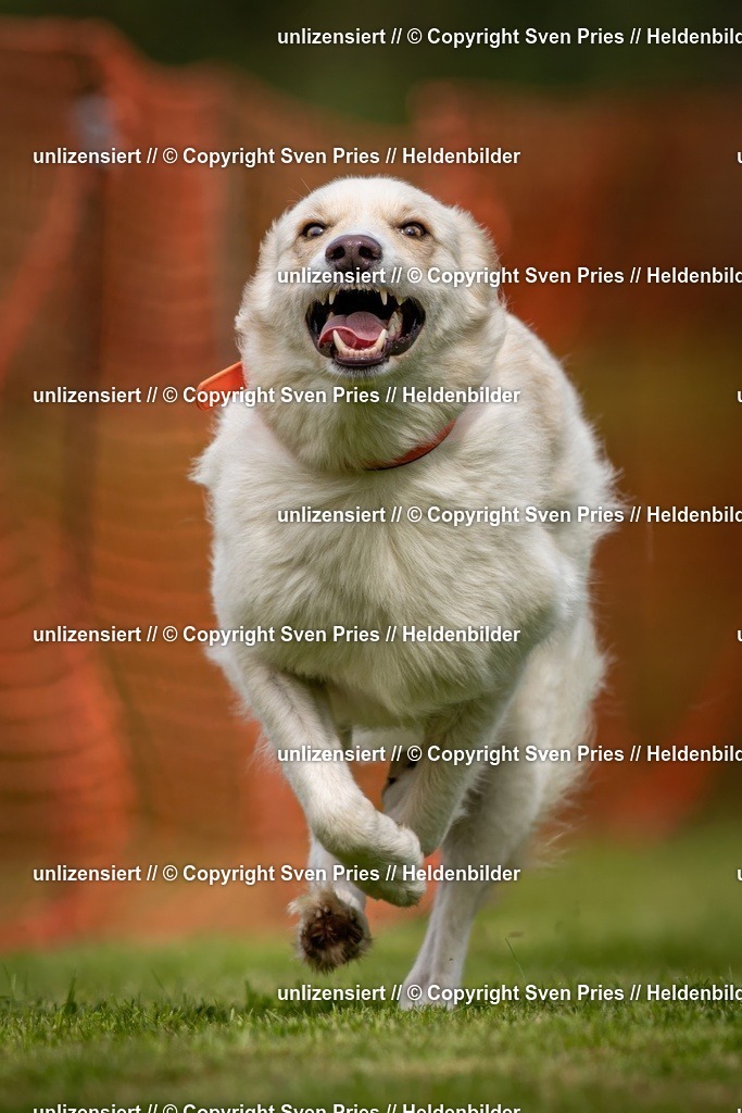 Sven Pries | 2024-09-22 - Hunderennen Baden-BadenPudelverein - Realisiert mit Pictrs.com