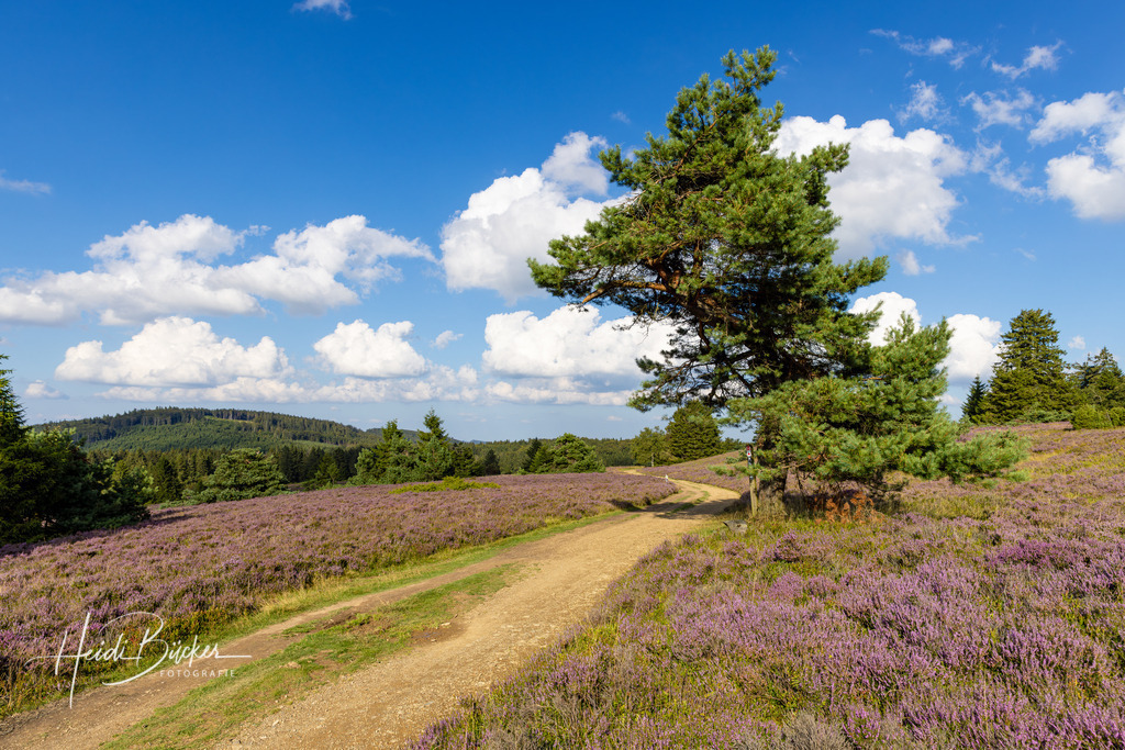 Blühende Niedersfelder Hochheide | Blühende Niedersfelder Hochheide - Realisiert mit Pictrs.com