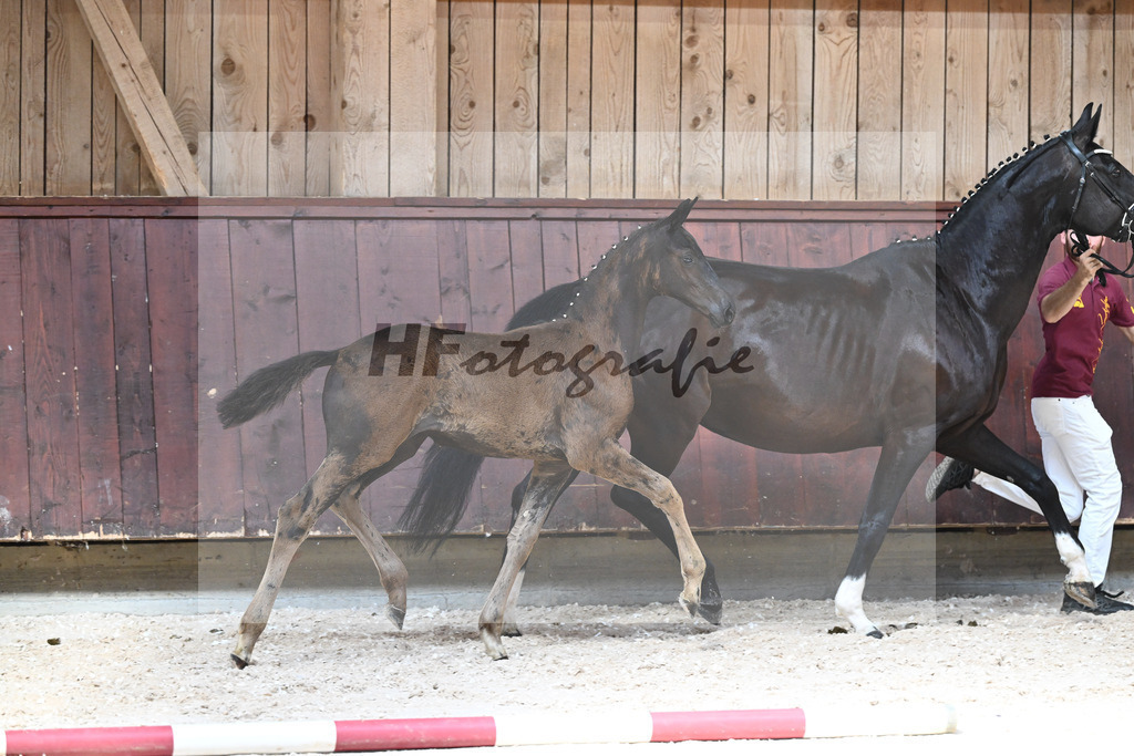 Kat-Nr. 16 SF Nashville Star x Danciano_Seiler_32240391 | hf-fotografie - Realisiert mit Pictrs.com