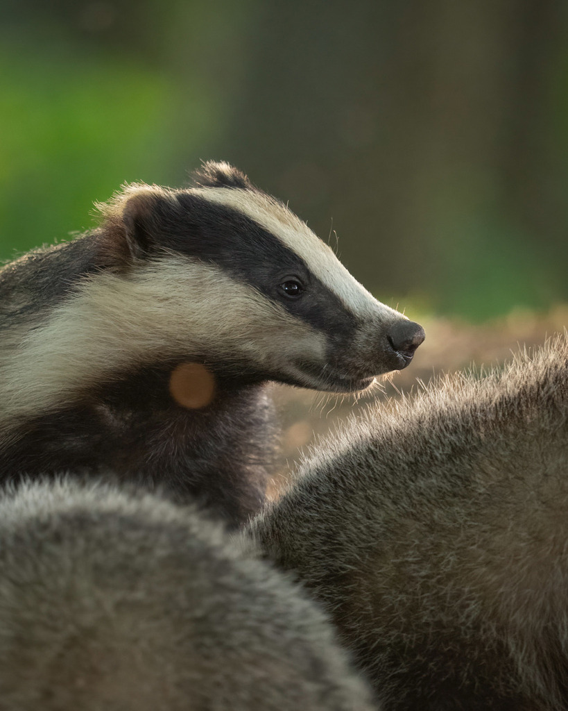 Dachsmutter | Ich bin Fotograf aus Neuburg an der Donau und spezialisiere mich auf Wildlife-Fotografie, Landschaftsaufnahmen und Portraits.Ob Hochzeit, Familienbilder oder Naturaufnahmen – ich fange echte Momente ein, die bleiben. 
