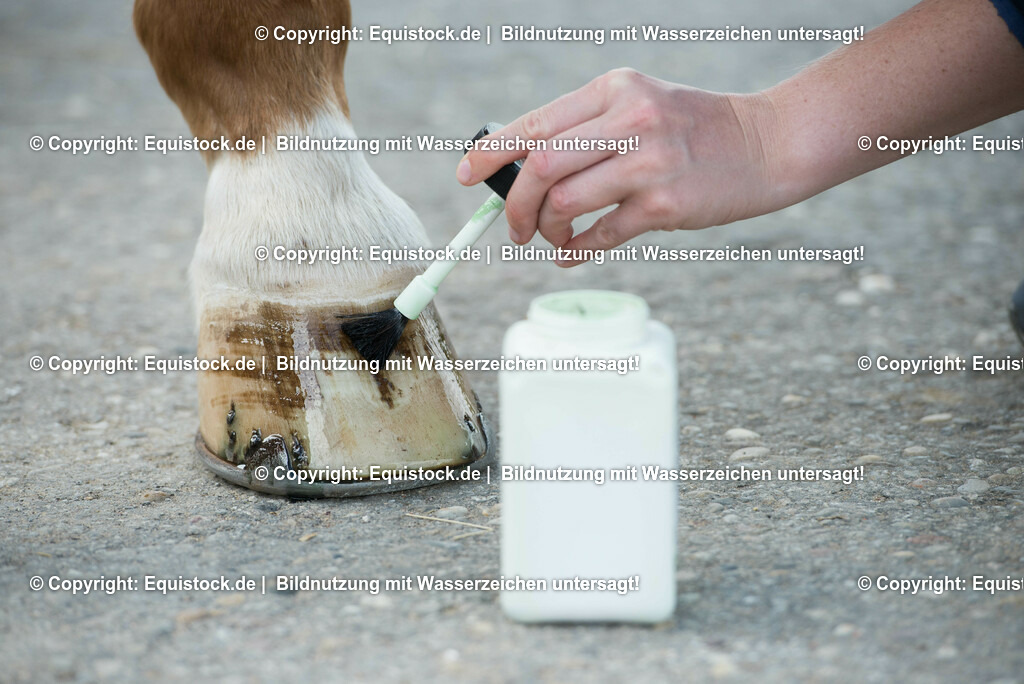 20160626_Hufpflege_0017 | Foto: Thomas Hartig