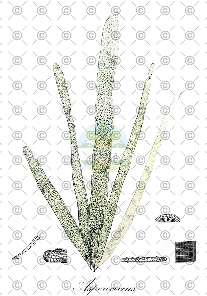 HistAbb_638_1_FLORAD_SIMPLE | Historische Abbildung von Asperococcus - Chordariaceae (0) | Historical Illustration of Asperococcus - Chordariaceae (0)