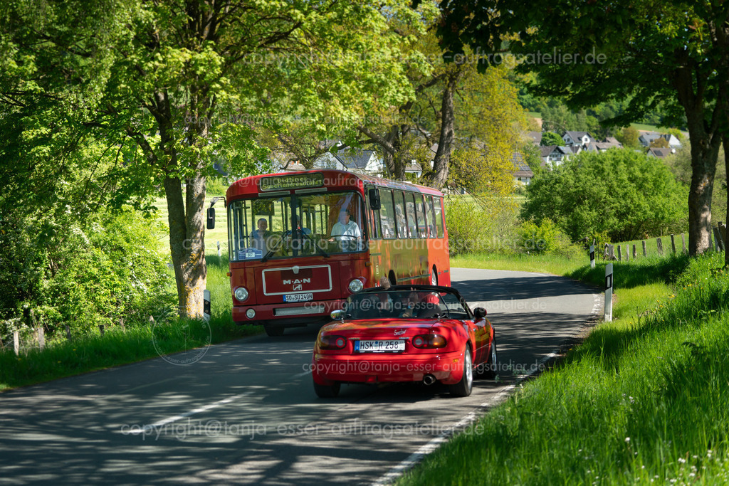 807 Bus MAN SÜ240 - 037 während der Sauerland Rundfahrt 2025 | Brilon, Deutschland - 10. Mai 2025: Firma Witteler veranstaltet die Oldtimer Sauerlandrundfahrt (OSR). In Gevelinghausen wurde auf der Landstraße ein weinroter Bus MAN SÜ240 aus dem Jahr 1989 fotografiert (im Sauerland bekannt als "Bahnbus"). Ein rotes Cabriolet grüßt den Bus aus der Gegenrichtung. 