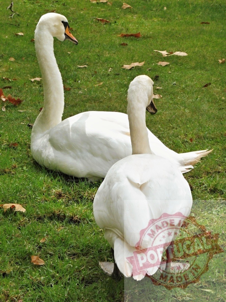 Two white swans resting on green grass | Swans resting on vibrant green grass with a few fallen dry leaves - Realized with Pictrs.com