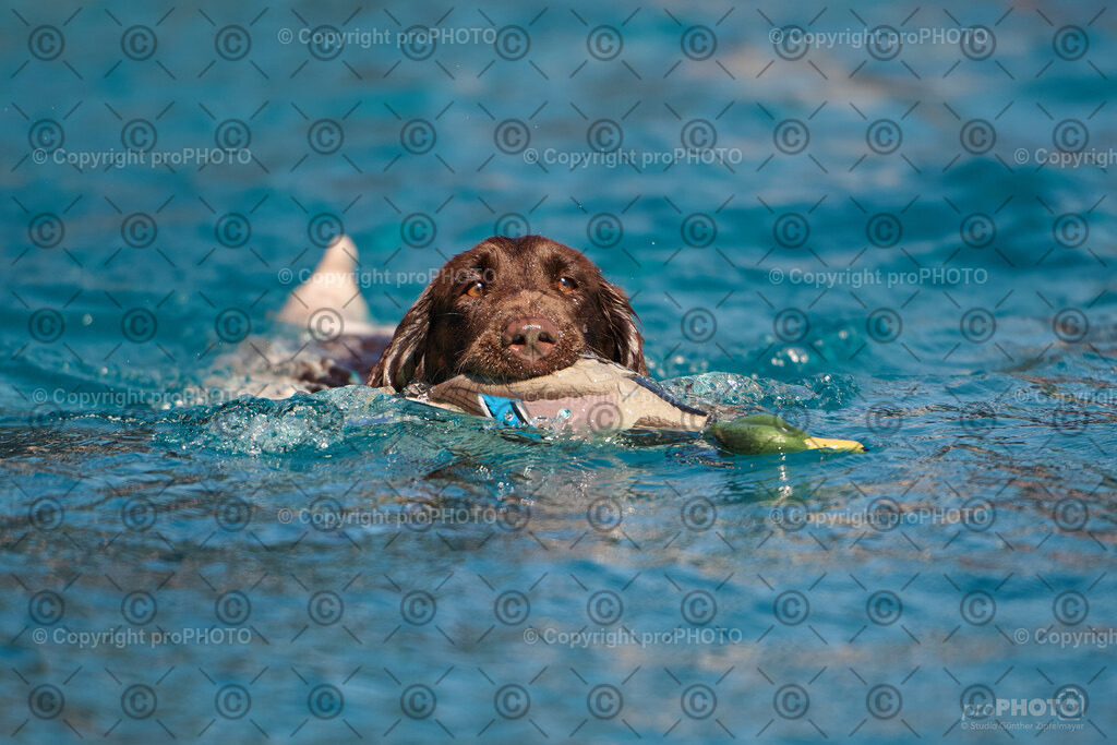 092_202509_4Hundebadetag_NZ9_2382 | proPHOTO - Realisiert mit Pictrs.com