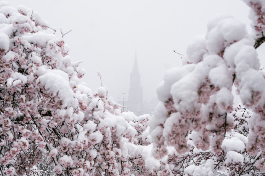 Berner Münster framed by cherry flowers in snow | Die ideale Geschenkidee für Naturliebhaber. Naturbilder von Marcel Gross Photography für ihr Zuhause in den verschiedensten Formaten und Materialien. - Realisiert mit Pictrs.com