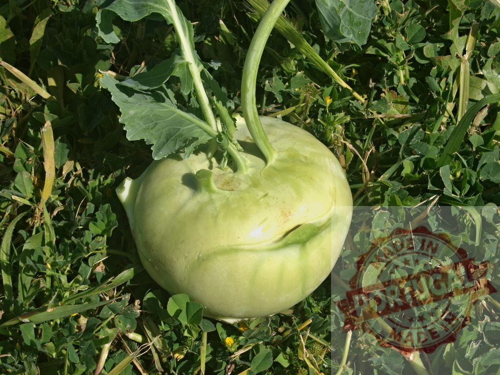 Kohlrabi growing in a rustic garden field | Kohlrabi bulb with green leaves growing organically in a field - Realized with Pictrs.com