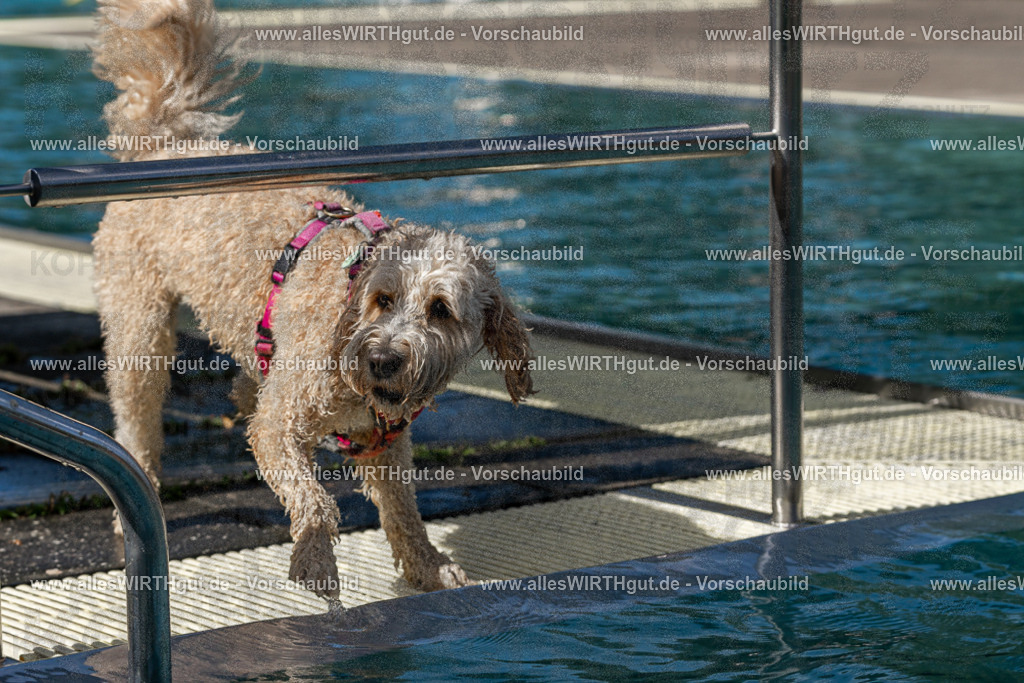 Hundeschwimmen_Volksbad_2026-allesWIRTHgut_Tierfotografie-2609061212-FAY06408 | Professionelle Tierfotografie in Mönchengladbach von Daniel Wirth (allesWIRTHgut). Liebevolle & natürliche Bilder von Hunden & Katzen für unvergessliche Erinnerungen.