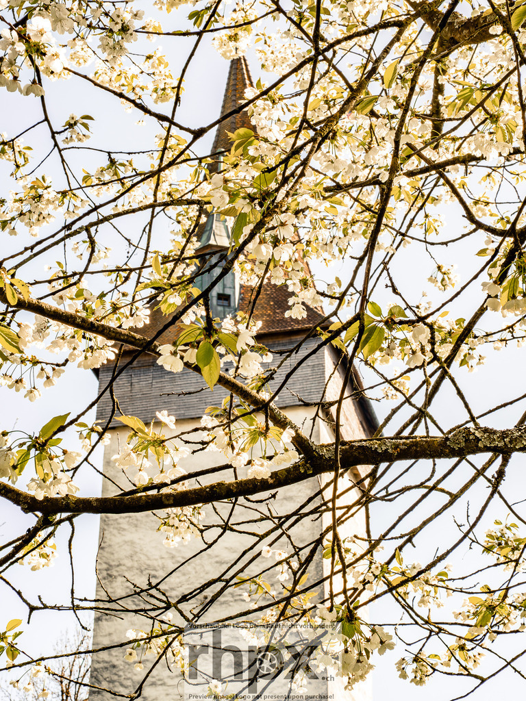 Frühling in Luzern – Kirschblüten vor Museggmauer | Frühlingsstimmung in Luzern. Zarte Kirschblüten im Vordergrund treffen auf die historische Museggmauer im Hintergrund. - Realisiert mit Pictrs.com