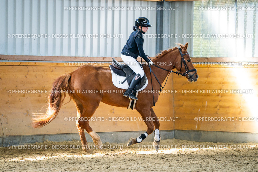 DSC01907 | Pferdegrafie