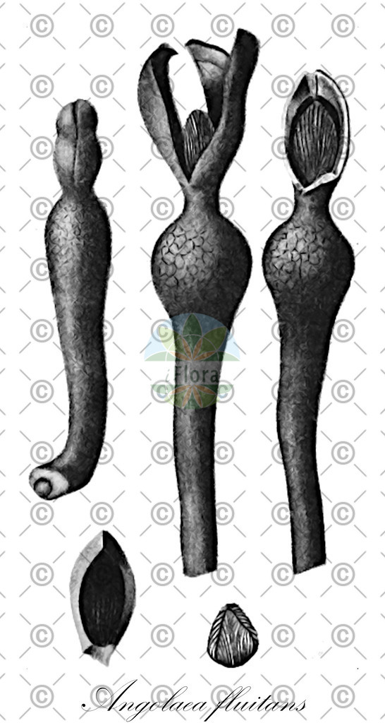 HistAbb_wfo-0000536542_35_ENZY_Simple | Historische Abbildung von Angolaea fluitans - Podostemaceae | Historical Illustration of Angolaea fluitans - Podostemaceae