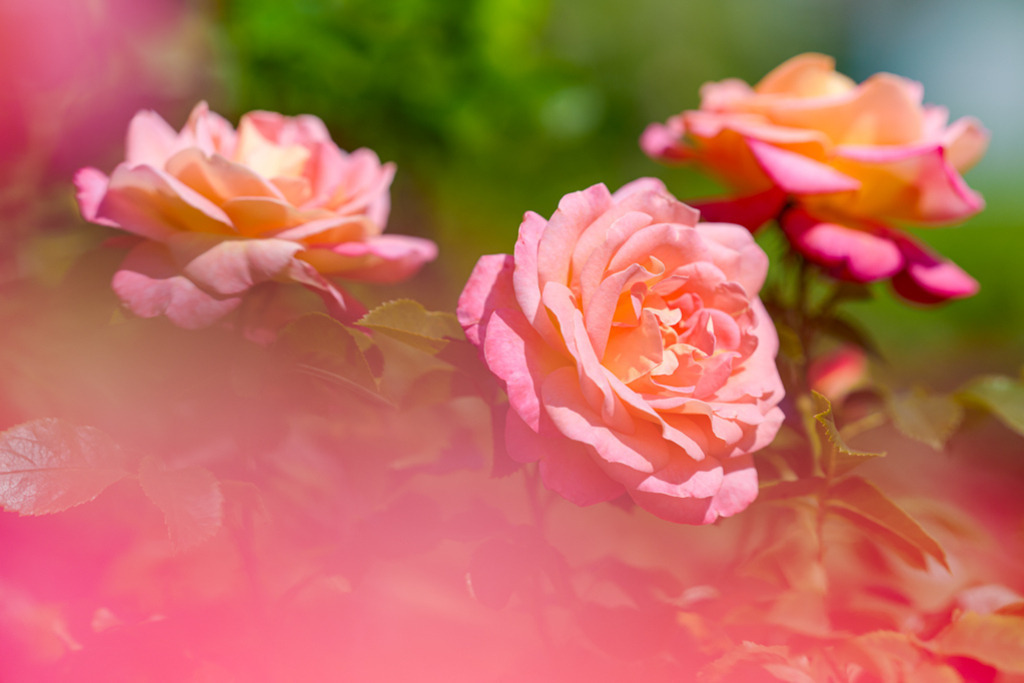 edelrose-inspiration-vb | Entdecken Sie hochwertige Kunstdrucke im Online-Shop von Rainer Plett. Die Fotografien umfassen norddeutsche Landschaften, Blumen, Tiere, Natur und Sehenswürdigkeiten. Erfreuen Sie sich an auserlesenen Motiven aus Schleswig-Holstein und Hamburg. - Realisiert mit Pictrs.com