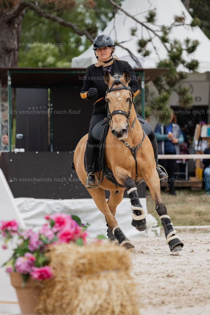PI26_SP_StoibphotographyC2_C1608.jpg | working equitationturnier fotograf videograf stoibphotography marixx film working equitation deutschland reitsport turnierfotografie eventfotografie equestrian events