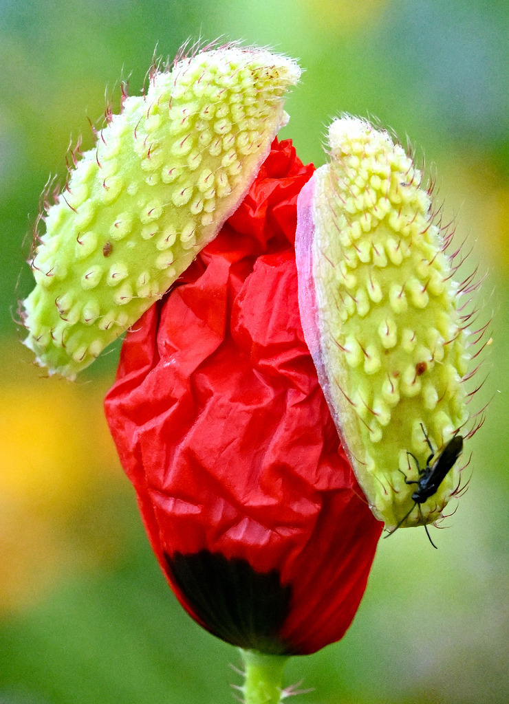 Klatschmohn04h-9 | lucisnaturbilder - Realisiert mit Pictrs.com