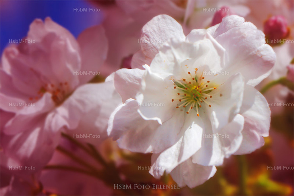 Kirschblüte  | Kirschblüte - Realisiert mit Pictrs.com
