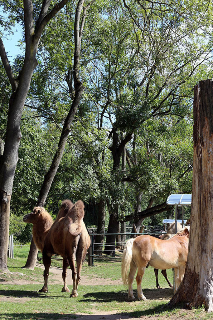 Foto: Leipzig - Haustierfarm im Wildpark Leipzig | Das Team hinter BILDLEXIKON LEIPZIG bündelt historische wie aktuelle Informationen über die Stadt Leipzig in Text und Bild auf einer Plattform und stellt diese der interessierten Öffentlichkeit zur Verfügung.