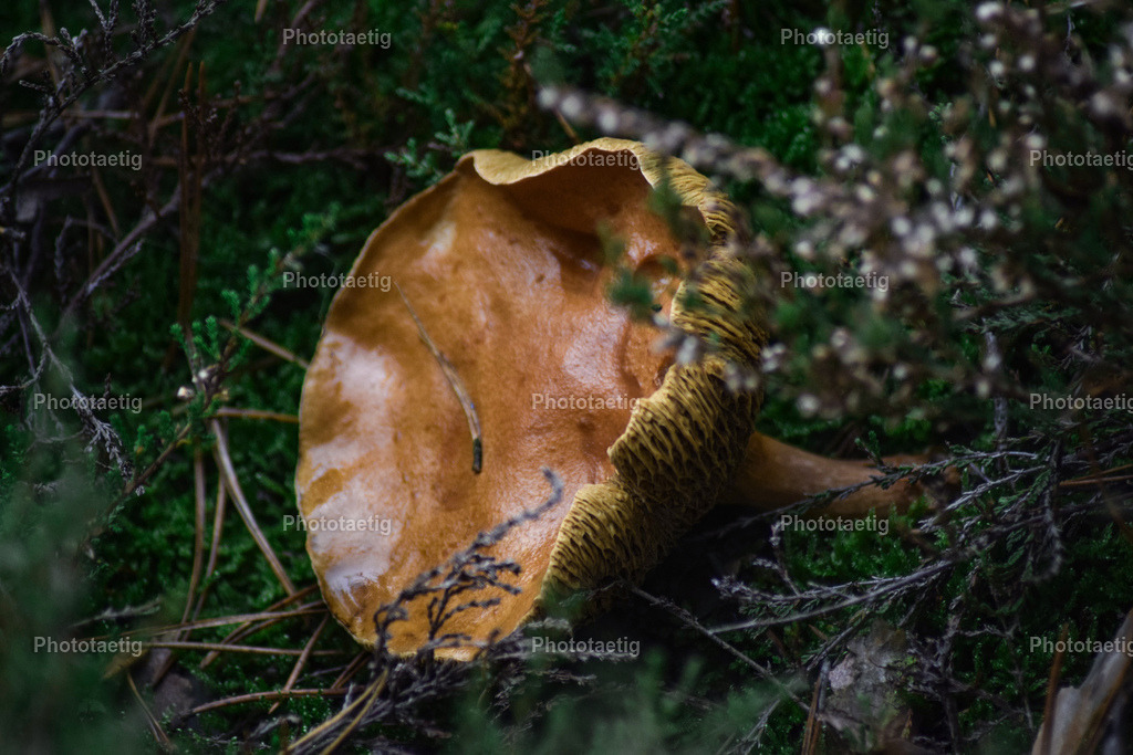 IMG_5327 | phototaetig