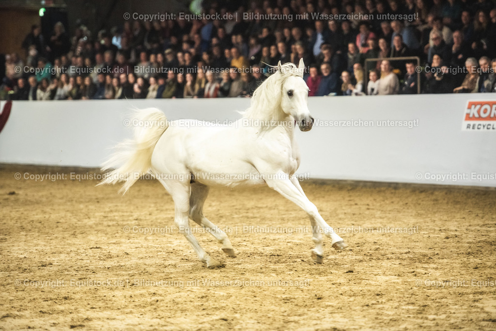 20240302_Hengstvorstellung_Marbach_TOMsPiC_1165 | equistock