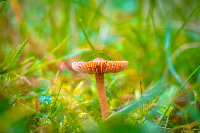 Kleiner brauner Pilz | Ein kleiner brauner Pilz auf einer Wiese - Realisiert mit Pictrs.com