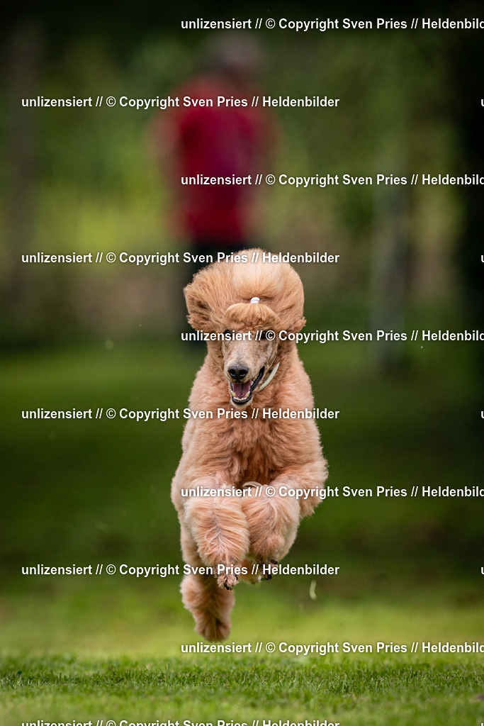 Sven Pries | 2024-09-22 - Hunderennen Baden-BadenPudelverein - Realisiert mit Pictrs.com