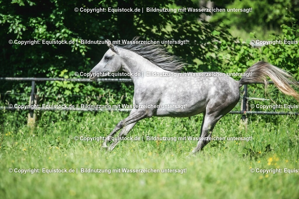 20210617_Araber_Marbach_Koppel_0052 | Foto: Thomas Hartig