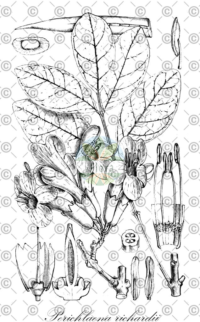 HistAbb_wfo-0000481927_1_ENZY_Simple | Historische Abbildung von Perichlaena richardii - Bignoniaceae | Historical Illustration of Perichlaena richardii - Bignoniaceae