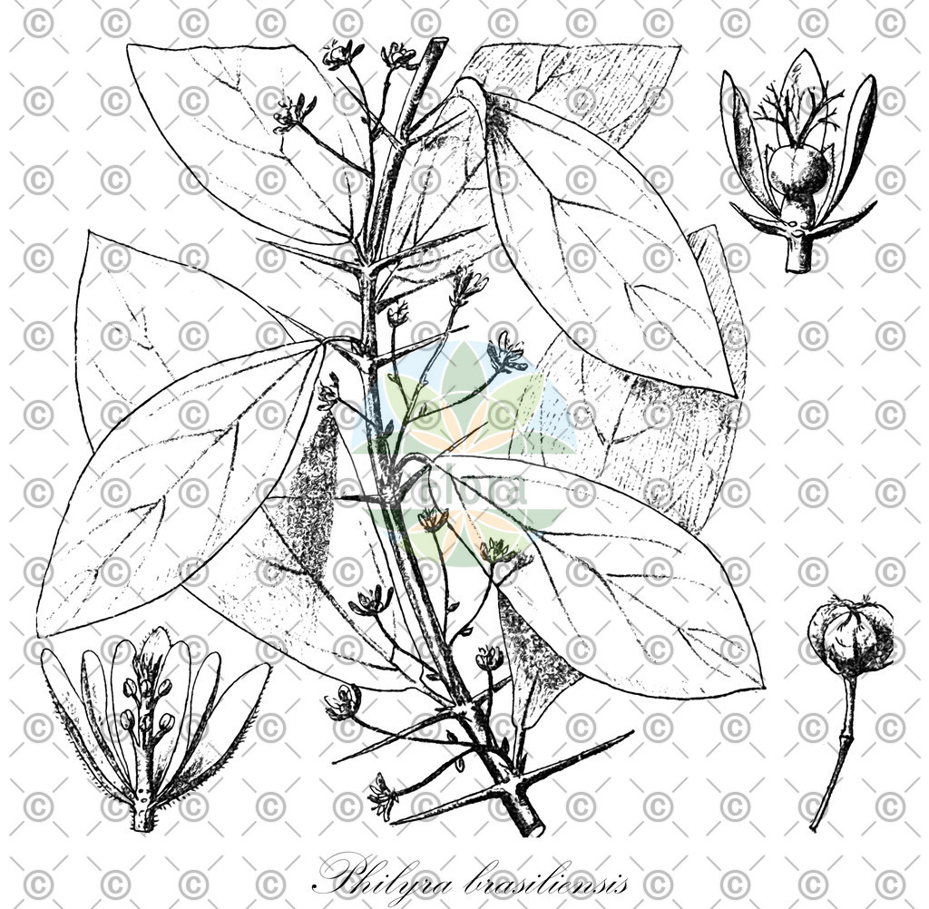 HistAbb_wfo-0000889878_1_ENZY_Simple | Historische Abbildung von Philyra brasiliensis - Euphorbiaceae | Historical Illustration of Philyra brasiliensis - Euphorbiaceae