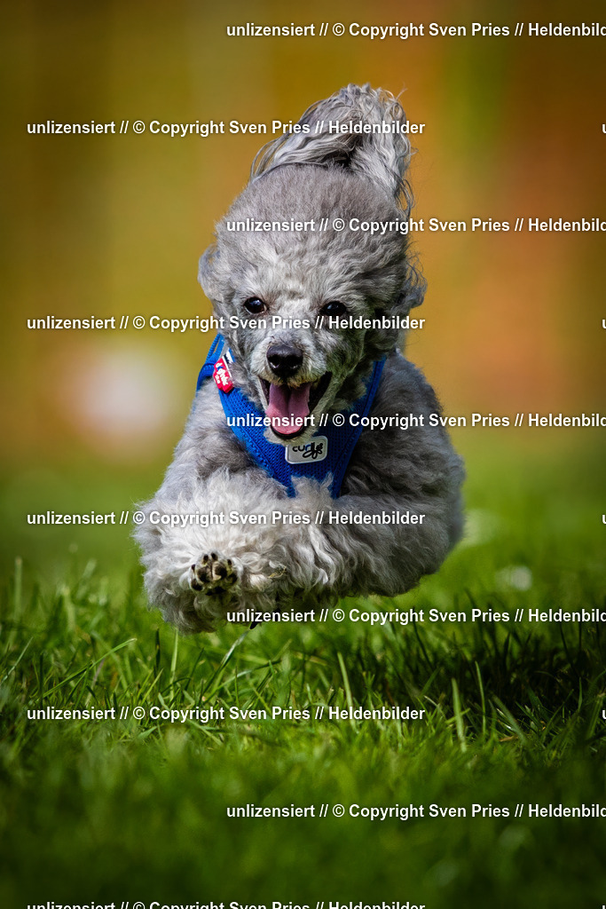 Sven Pries | 2025-04-13 - Hunderennen Baden-Baden - Realisiert mit Pictrs.com