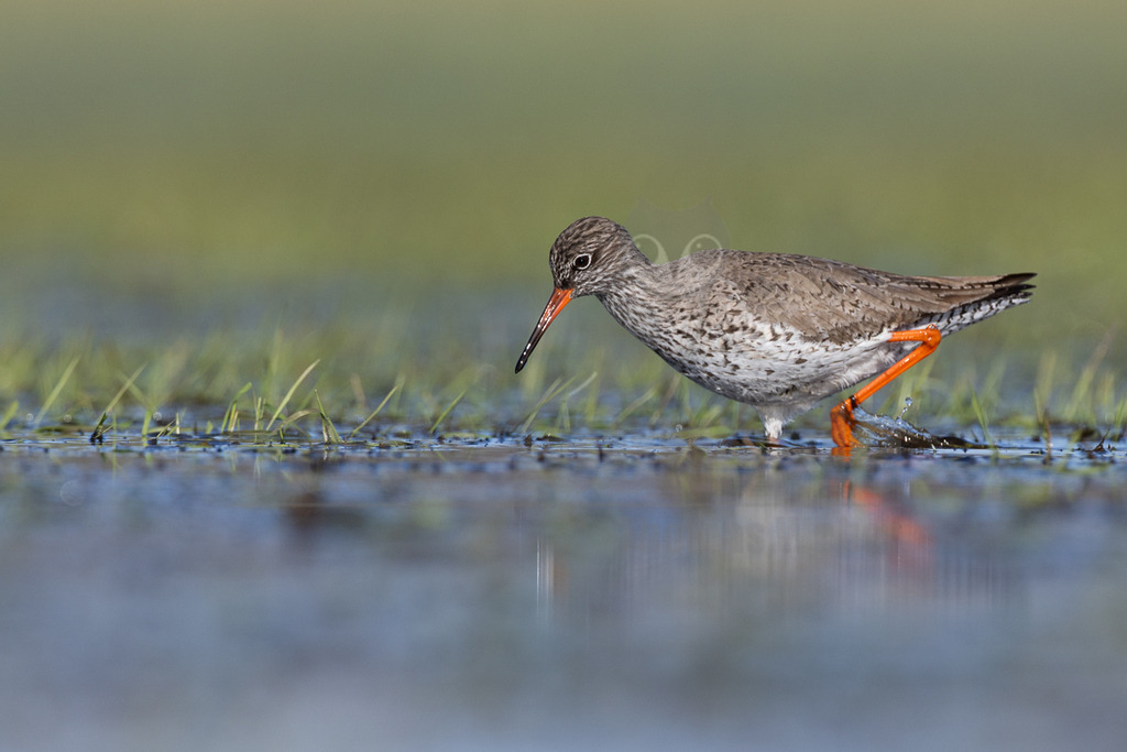 R5M23445_20260329 | Ein Rotschenkel (Tringa totanus) steht im flachen Wasser mit Grasbüscheln und sucht nach Nahrung. Sein Kopf ist nach unten geneigt, der Schnabel leicht ins Wasser getaucht. Das Gefieder ist grau-braun gesprenkelt, die Beine sind leuchtend orange. Ein kleiner Wasserspritzer ist an seinem rechten Bein zu sehen, was auf eine Bewegung oder Interaktion mit dem Wasser hindeutet. - Realisiert mit Pictrs.com