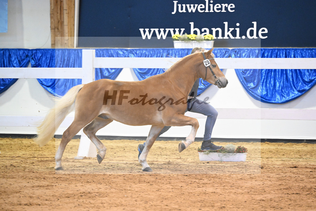 Kat-Nr. 29 Solid v. Souvenir_Haflingergestuet Meura_60220484 | hf-fotografie - Realisiert mit Pictrs.com