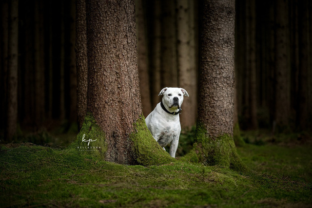 DSC_2515-Bearbeitet_web | Augenblicke kommen und gehen, Erinnerungen bleiben. Als Tierfotografin schaffe ich liebevolle Erinnerungen an unsere tierischen Familienmitglieder, ohne Stress und Druck.
Buchbar für den Raum München und Landkreis Dachau  - Realisiert mit Pictrs.com