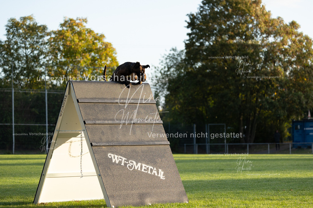 _16A5968 | Einzigartige Fotos von Hunden & Menschen –Actionfotos, Portraits, Vereinsaufnahmen & Paarshootings – authentisch, lebendig & mit Herz.