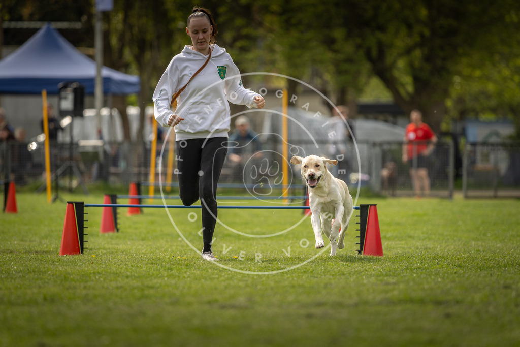 Pfotenfotografie_DV3A5933 | Hundefotografie, Tierfotograf, Pfotenfotografie, Fotoshooting Hund, Hunde Portrait, Hundesport, Hundeportraits, Heideshooting, Hunde, Sportfotograf, Hundefotograf, Turnierhundsport, THS,  - Realisiert mit Pictrs.com