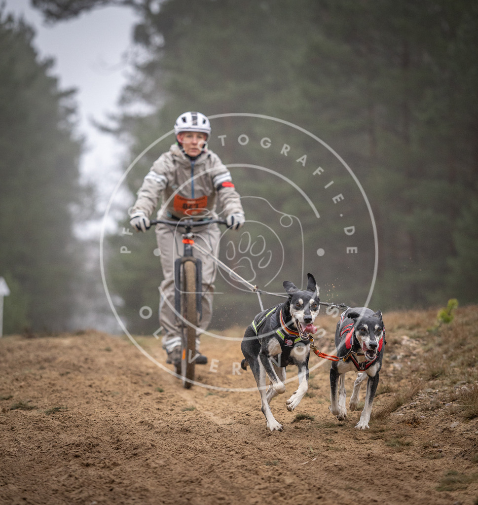 Pfotenfotografie_DV3A0998 | Hundefotografie, Tierfotograf, Pfotenfotografie, Fotoshooting Hund, Hunde Portrait, Hundesport, Hundeportraits, Heideshooting, Hunde, Sportfotograf, Hundefotograf, Turnierhundsport, THS,  - Realisiert mit Pictrs.com