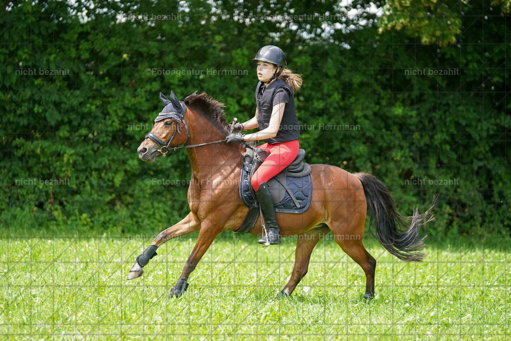 20240622-FAH07501 | Turnierfotografen Bayern, Reitsportbilder aus dem Geländekurs mit Felix Etzel auf dem Gut Waitzacker 2024