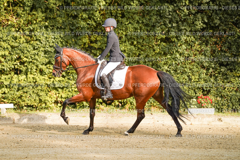 DSC04793 | Pferdegrafie