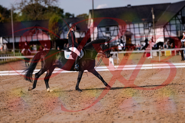 2026_10_03_Siefer-Hof_115615_Z81_96481790 | Professionelle Reitsport-, Turnier- und Eventfotografie von Robert Broda. Galerien mit ausgewählten und bearbeiteten Bildern direkt online ansehen und bestellen.