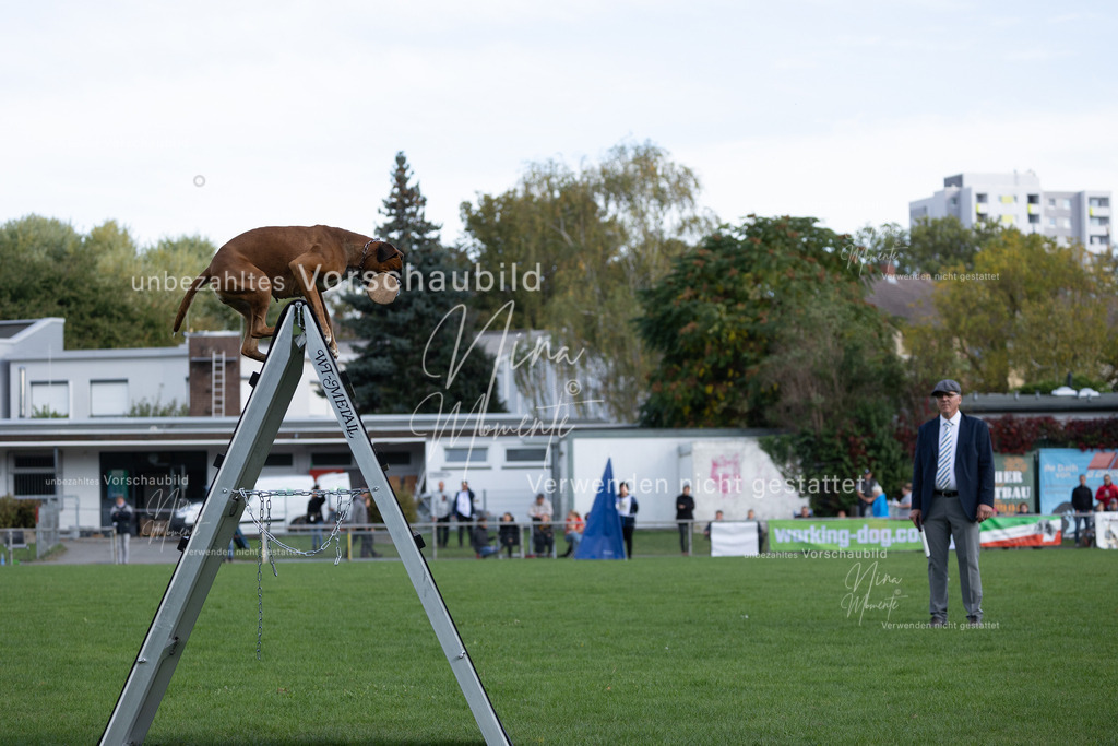 _16A5631 | Einzigartige Fotos von Hunden & Menschen –Actionfotos, Portraits, Vereinsaufnahmen & Paarshootings – authentisch, lebendig & mit Herz.