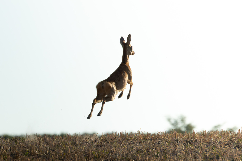 Das Reh | Das Reh (Capreolus capreolus) ist die häufigste und zugleich kleinste Hirschart in Europa und gilt als die am weitesten verbreitete Schalenwildart. Es gehört zur Familie der Hirsche (Cervidae) und bildet zusammen mit Elch und Rentier die Gruppe der Trughirsche. Man unterscheidet das Europäische Reh, das Sibirische Reh und das Mandschurische Reh. Die Tiere sind von graziler, schlanker Statur. Ein ausgewachsenes Reh erreicht eine Schulterhöhe von etwa 60 bis 80 Zentimetern und ein Gewicht zwischen 15 und 30 Kilogramm. Das Männchen wird als Rehbock, das Weibchen als Ricke oder Geiß bezeichnet. Die Jungen sind die Kitze. - Realisiert mit Pictrs.com