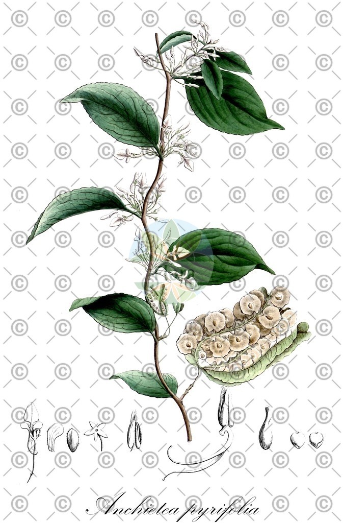 HistAbb_wfo-0000533498_1_ENZY_Simple | Historische Abbildung von Anchietea pyrifolia - Violaceae | Historical Illustration of Anchietea pyrifolia - Violaceae